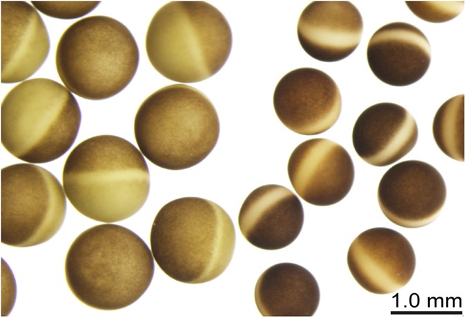 Xenopus borealis as an alternative source of oocytes for biophysical and  pharmacological studies of neuronal ion channels | Scientific Reports