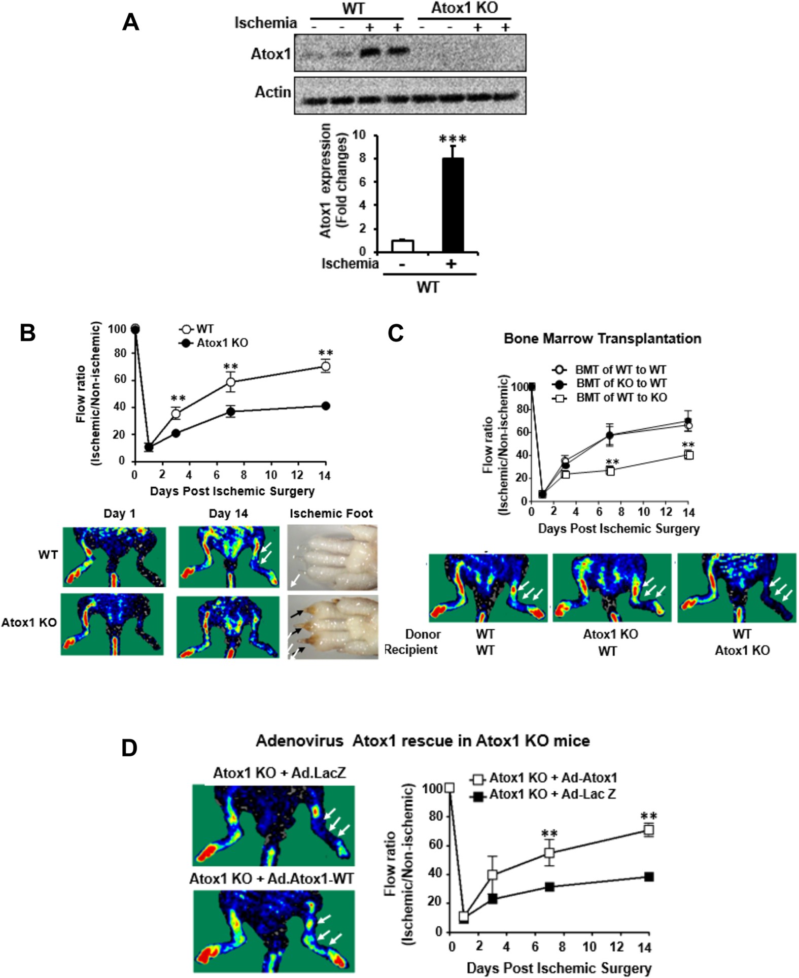 Goat Anti-Rat IgG Antibody (H+L), Biotinylated, R.T.U.