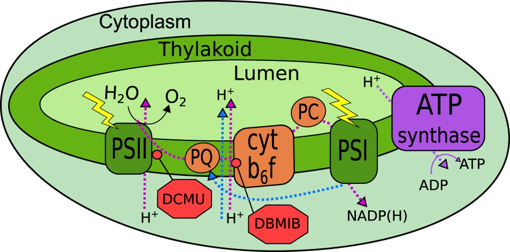 Spatial Proteome Reorganization of a Photosynthetic Model Cyanobacterium in  Response to Abiotic Stresses