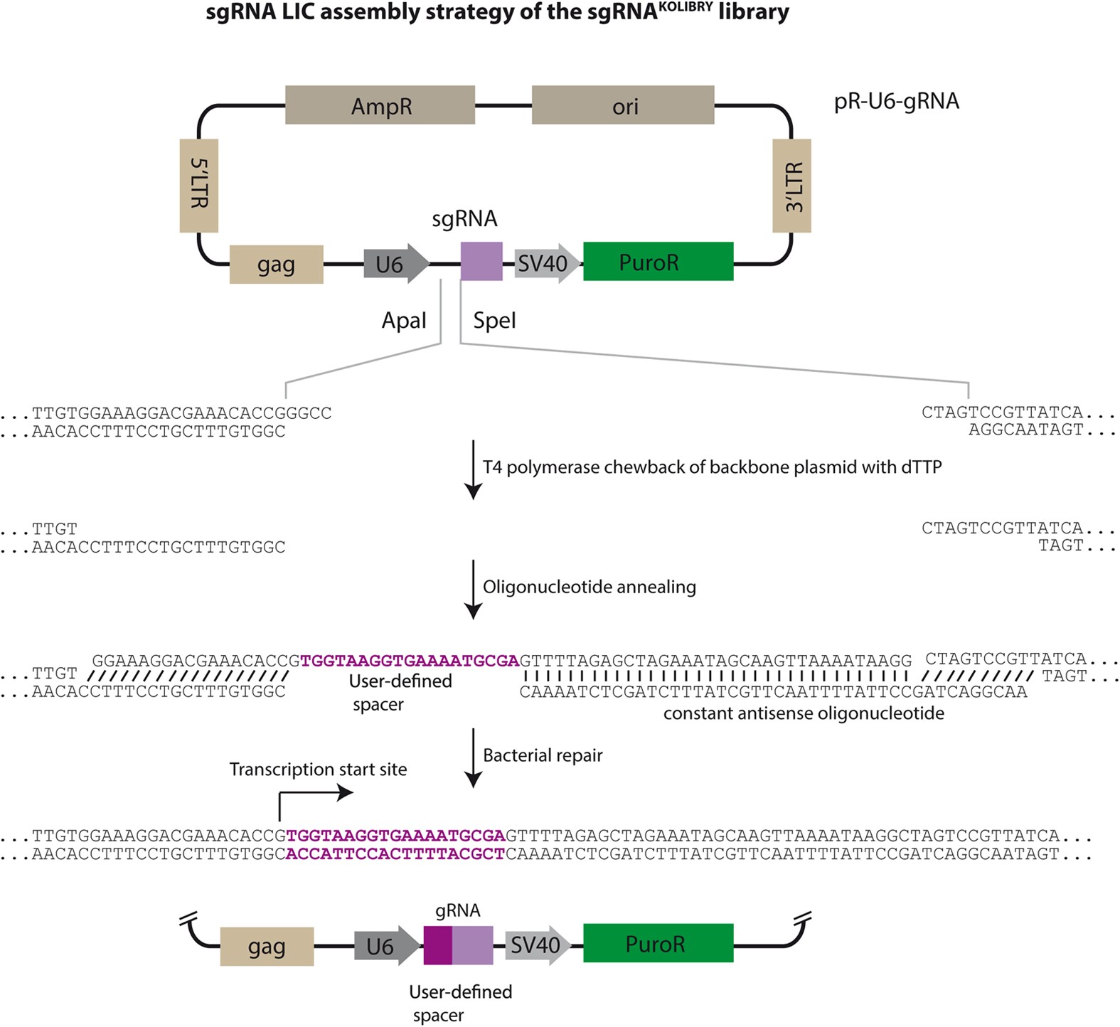 Synthesis Of An Arrayed Sgrna Library Targeting The Human Genome Scientific Reports Synthesis Of An Arrayed Sgrna Library Targeting The Human Genome Scientific Reports