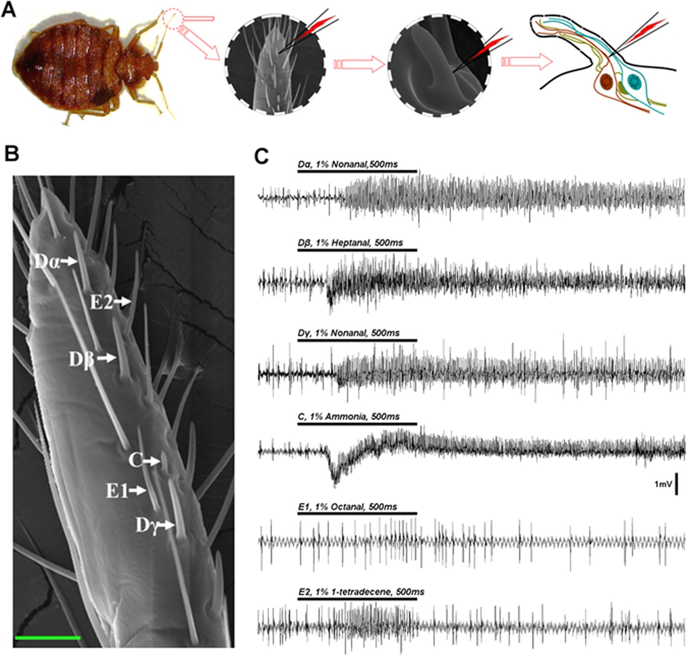 Human Odorant Reception in the Common Bed Bug, Cimex lectularius |  Scientific Reports