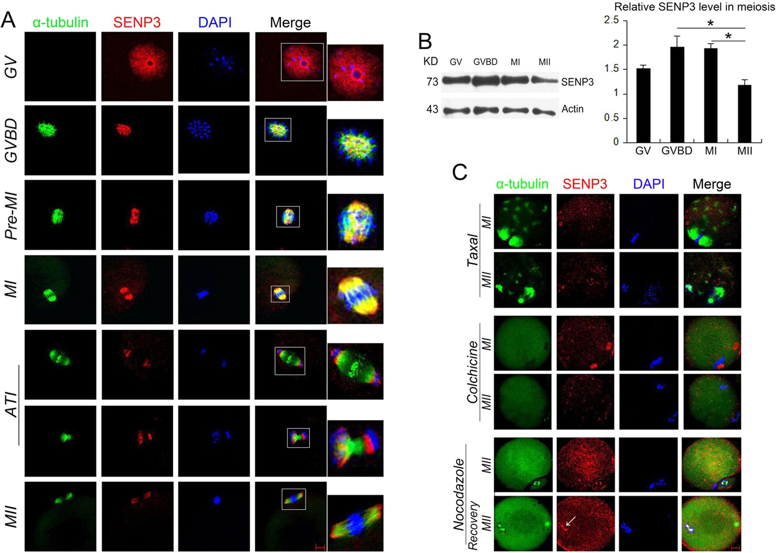 The Sumo Protease Senp3 Orchestrates G2 M Transition And