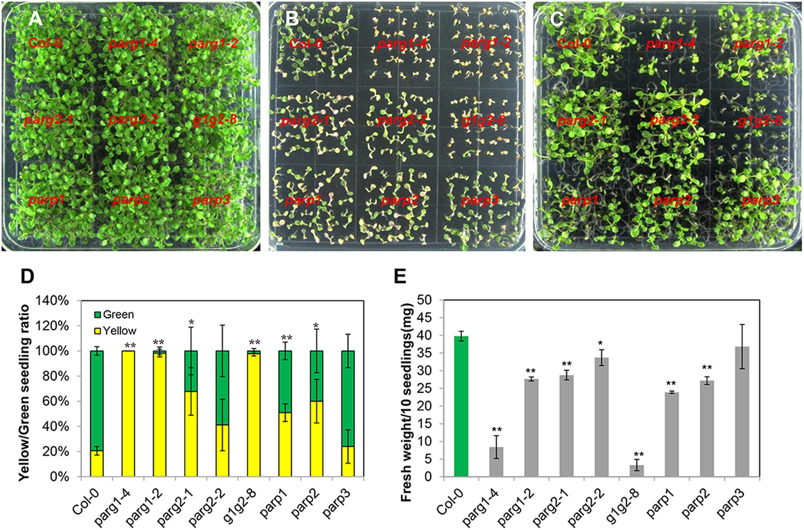 Arabidopsis PARG1 is the key factor promoting cell survival among the  enzymes regulating post-translational poly(ADP-ribosyl)ation | Scientific  Reports