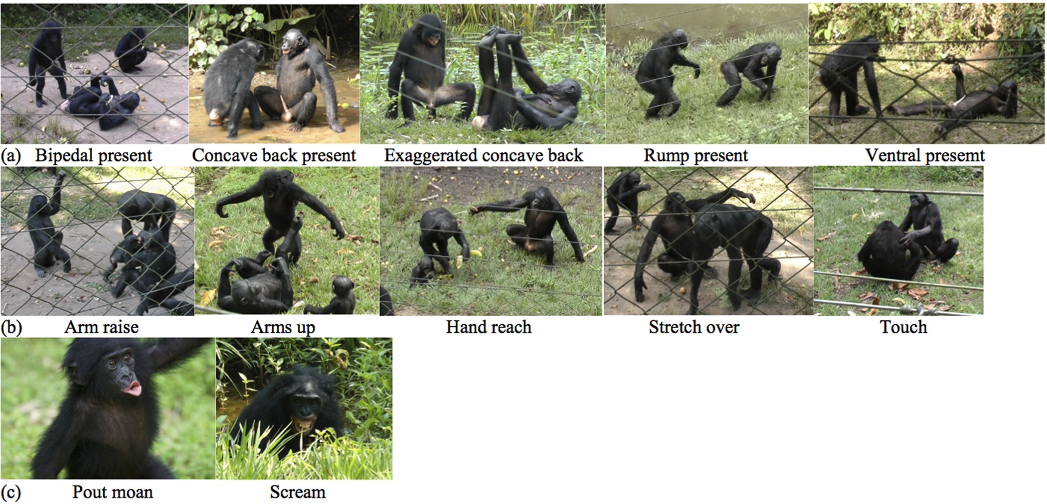 Complex patterns of signalling to convey different social goals of sex in  bonobos, Pan paniscus | Scientific Reports