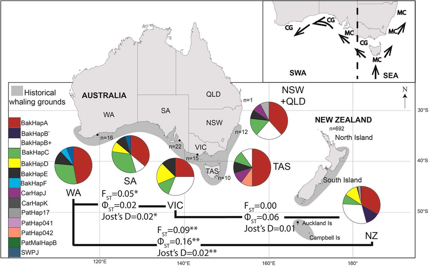 Cultural across a migratory network shape genetic structure of southern whales Australia and New Zealand | Scientific Reports