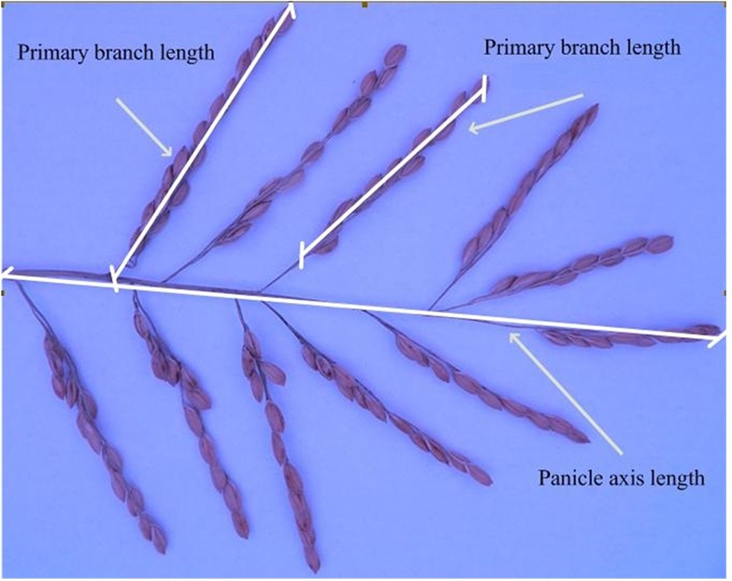 Rice spikelet numbers (a), ear length (b), numbers of grains per spike