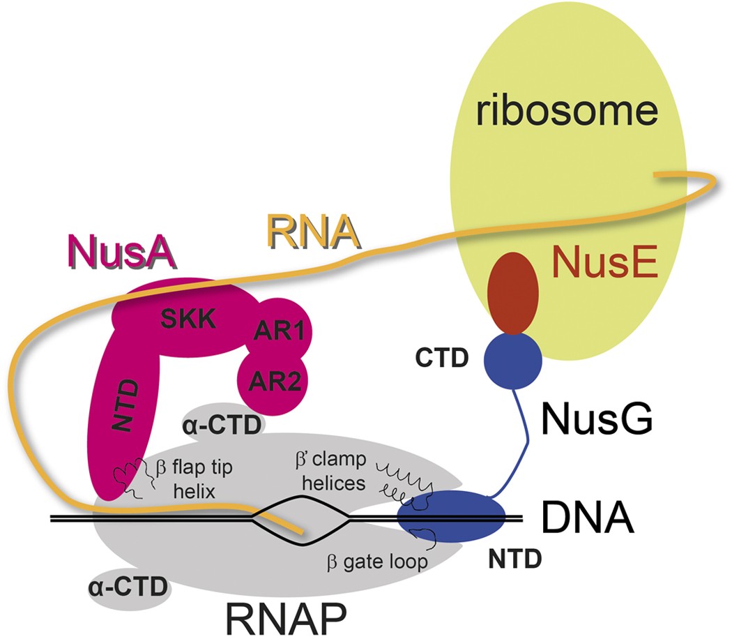 Determination of RNA polymerase binding surfaces of transcription factors  by NMR spectroscopy | Scientific Reports
