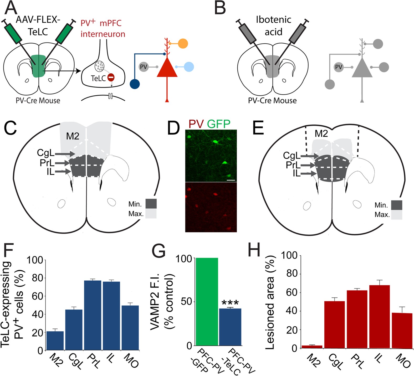 Parvalbumin Positive Interneurons Of The Prefrontal Cortex Support Working Memory And Cognitive Flexibility Scientific Reports