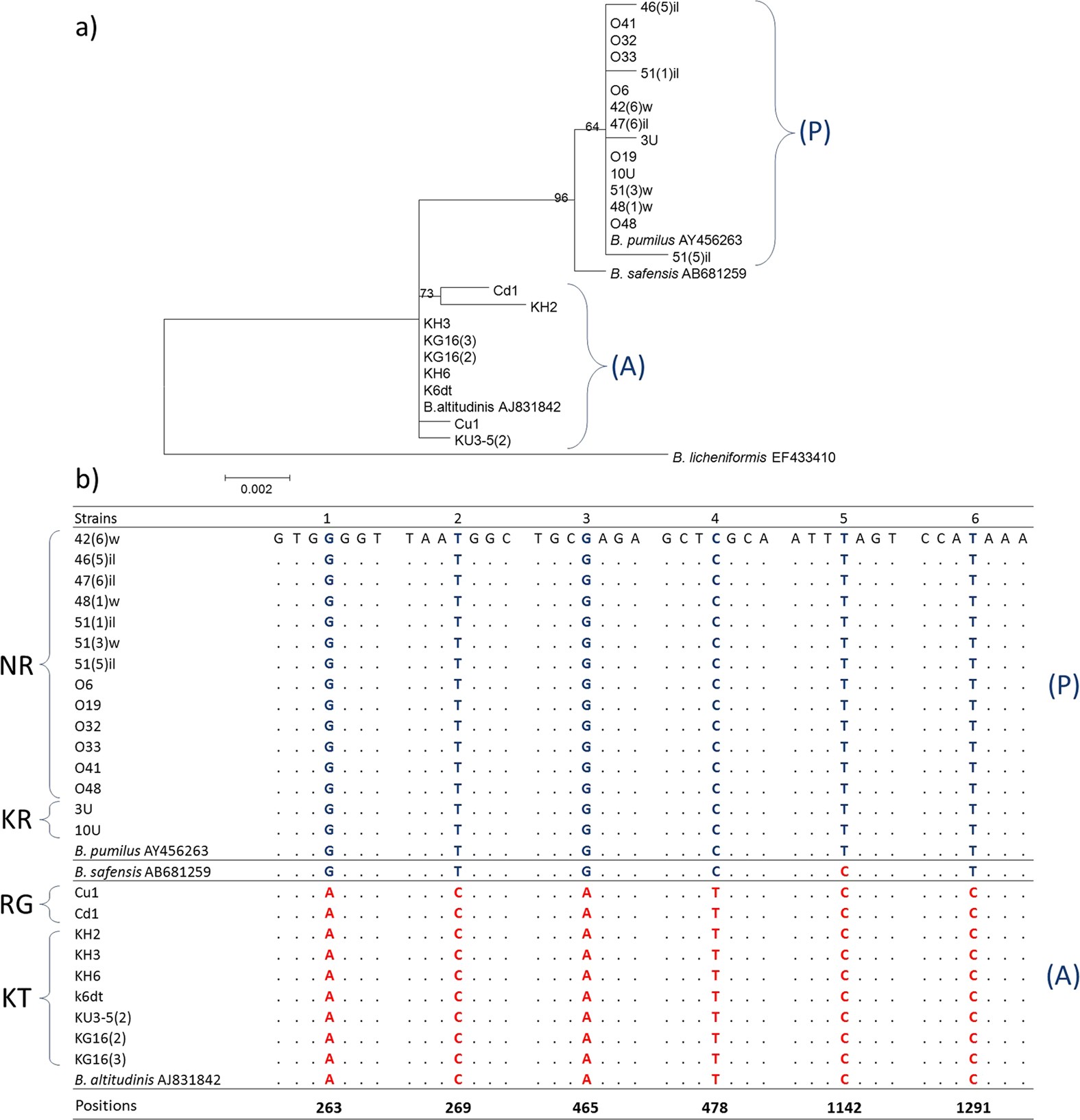 Bacillus Species Identification Chart