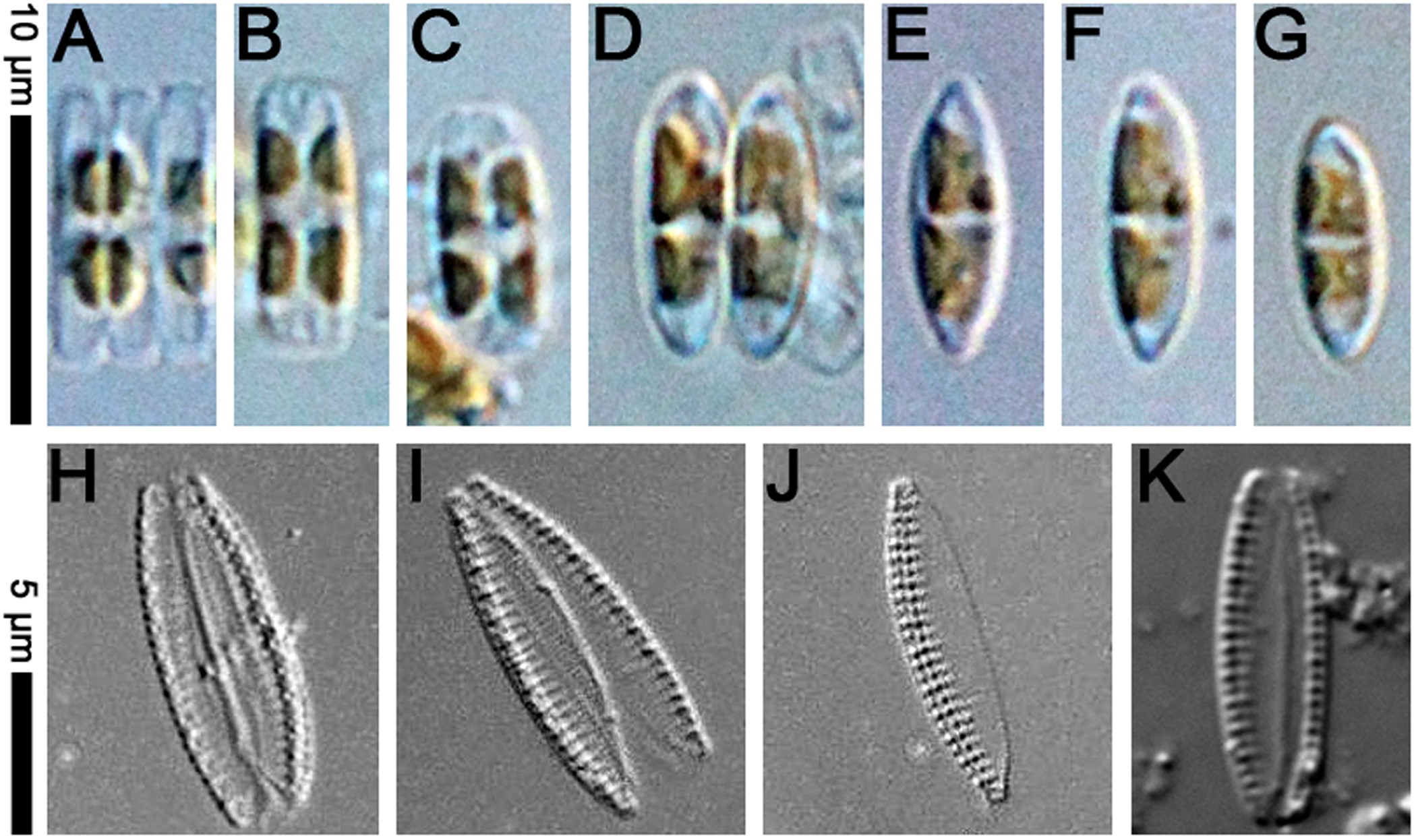 Simonsenia aveniformis sp. nov. (Bacillariophyceae), molecular phylogeny  and systematics of the genus and a new type of canal raphe system