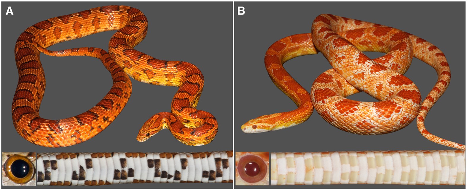 Scientists make 'rare' new identification of snake family