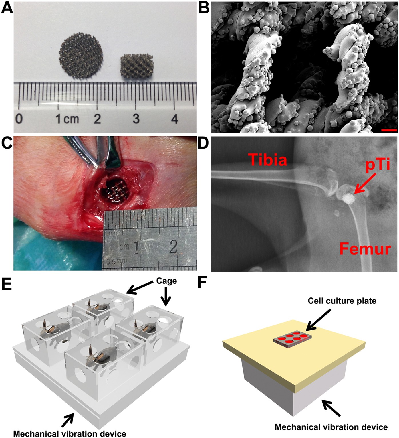 Effect of low-level mechanical vibration on osteogenesis and  osseointegration of porous titanium implants in the repair of long bone  defects | Scientific Reports