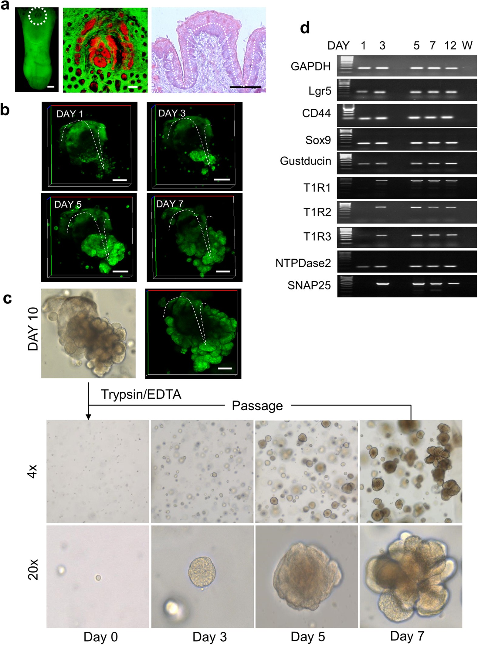 Characterization Of Stem/Progenitor Cell Cycle Using Murine Circumvallate  Papilla Taste Bud Organoid | Scientific Reports
