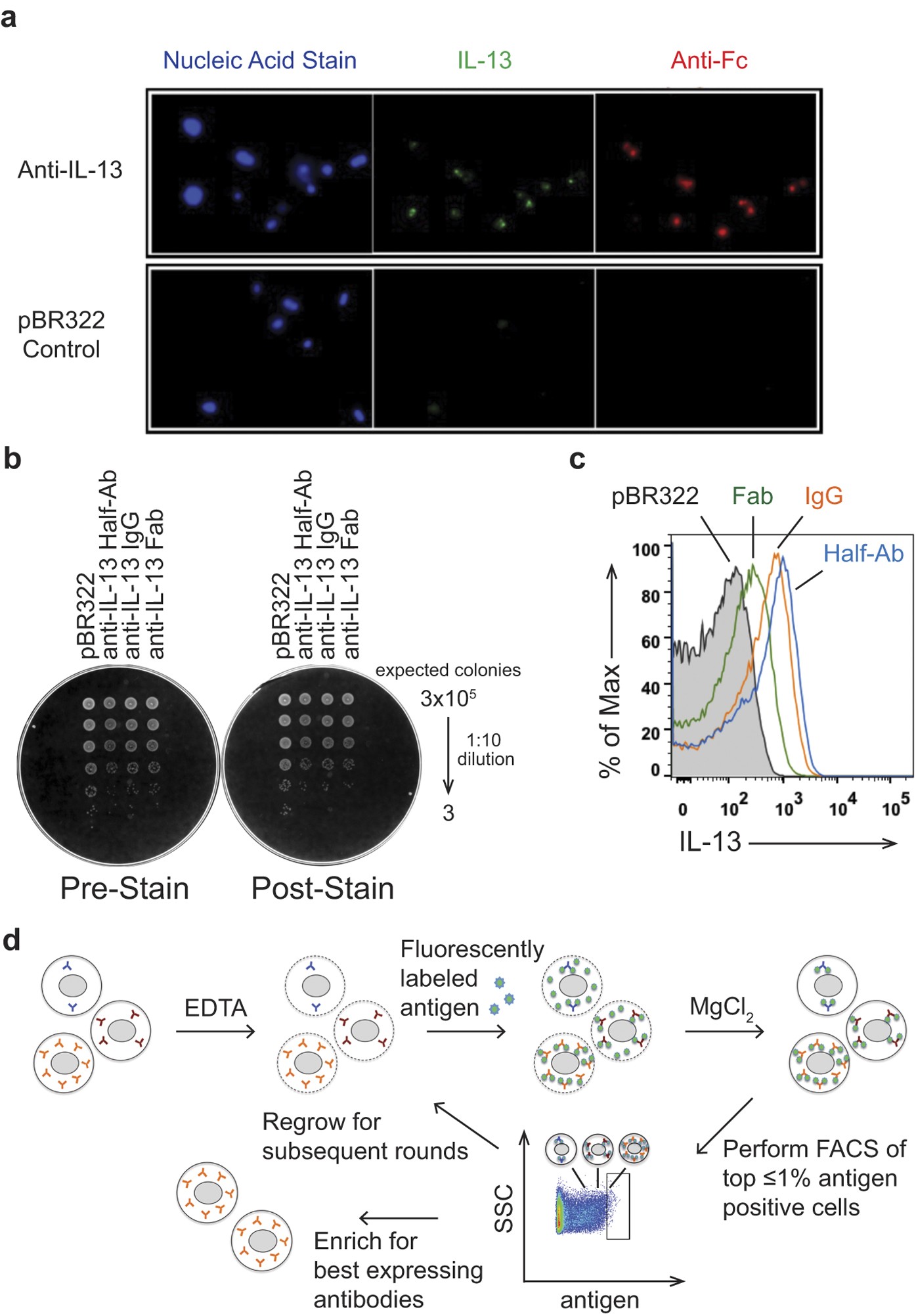 Optimizing antibody expression by using the naturally occurring framework  diversity in a live bacterial antibody display system | Scientific Reports
