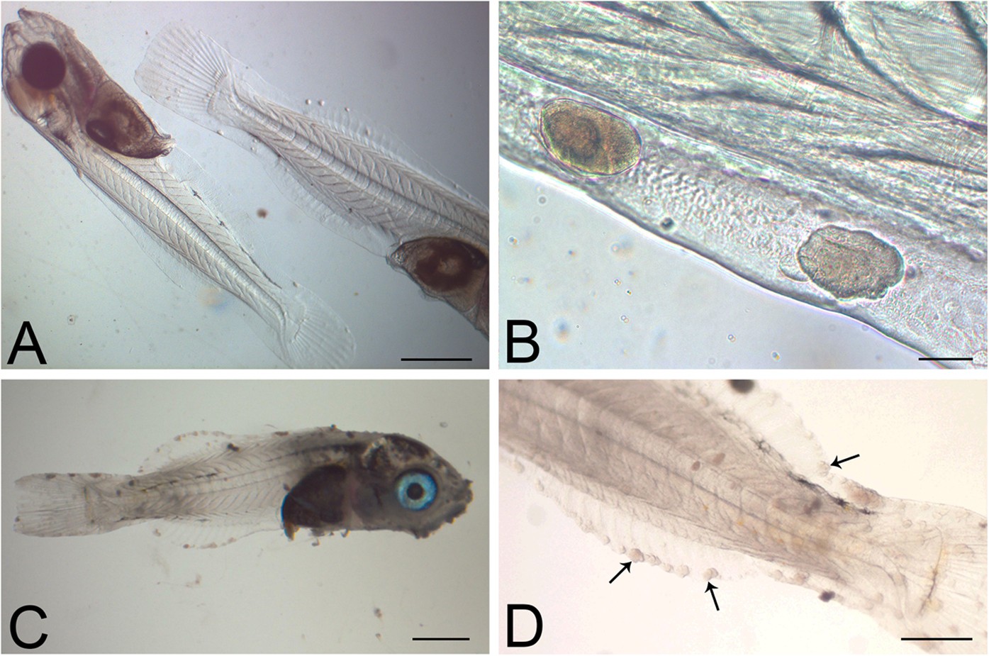 Figure 1 from Presence of the broad-nosed pipefish (Syngnathus