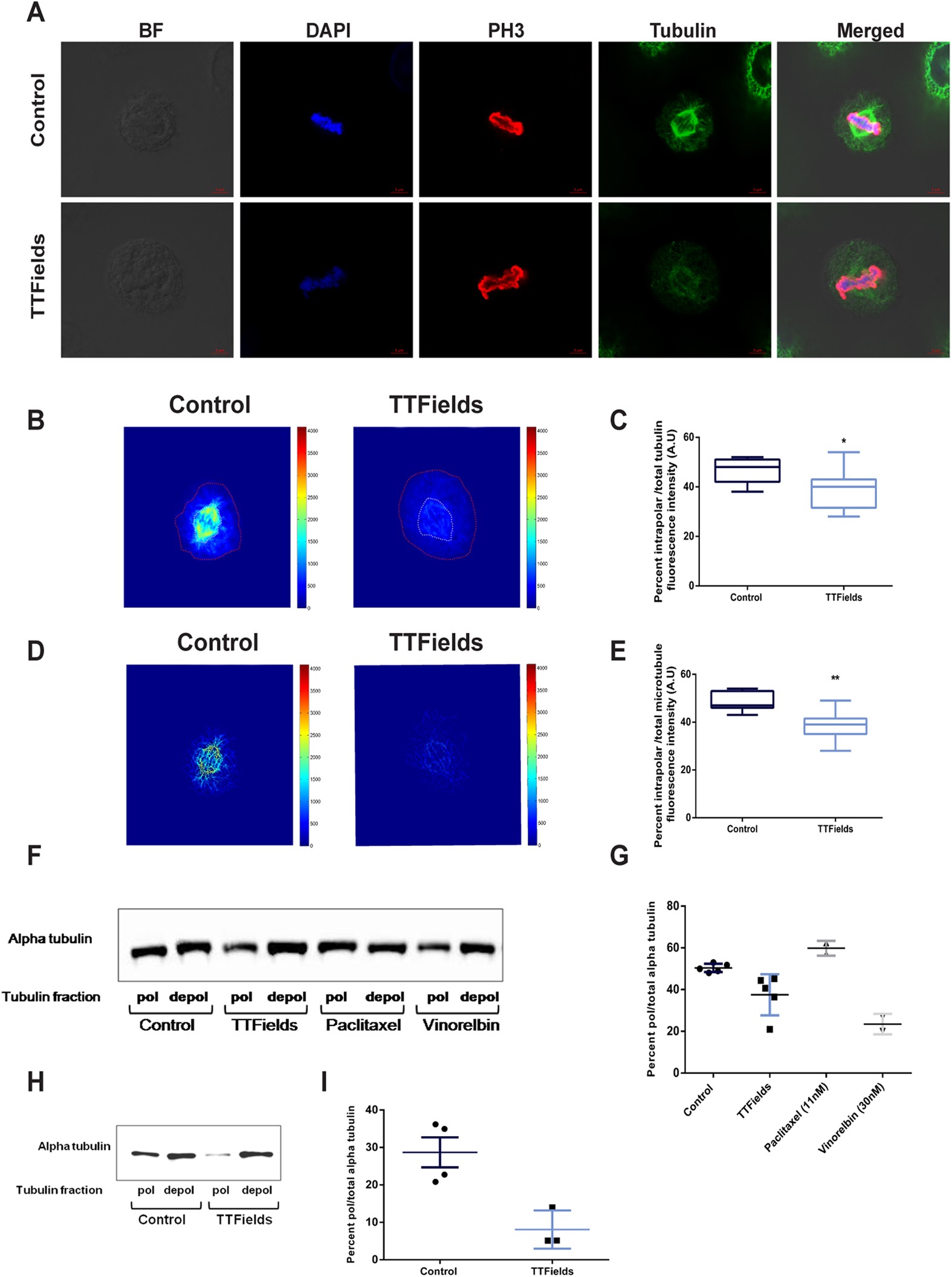 Mitotic Spindle Disruption by Alternating Electric Fields Leads to Improper  Chromosome Segregation and Mitotic Catastrophe in Cancer Cells | Scientific  Reports