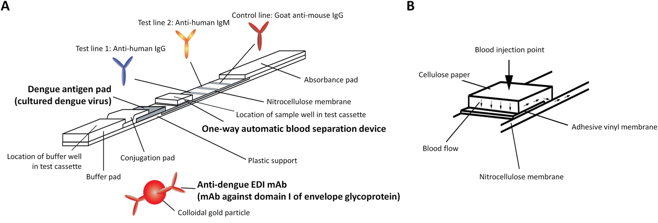 Enhanced Performance Of An Innovative Dengue Igg Igm Rapid Diagnostic Test Using An Anti Dengue Edi Monoclonal Antibody And Dengue Virus Antigen Scientific Reports