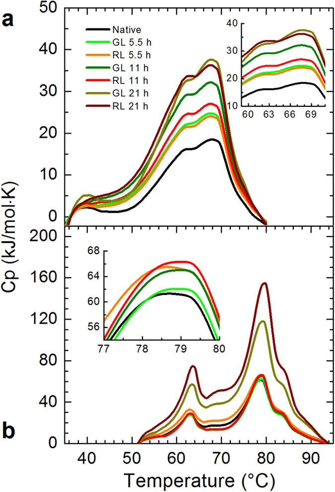 Effects of green and red light in βL-crystallin and ovalbumin