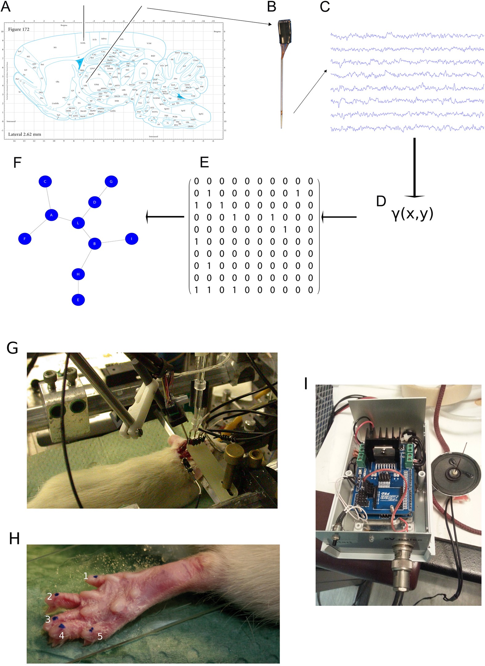 Electrophysiological effects of non-invasive Radio Electric Asymmetric  Conveyor (REAC) on thalamocortical neural activities and perturbed  experimental conditions