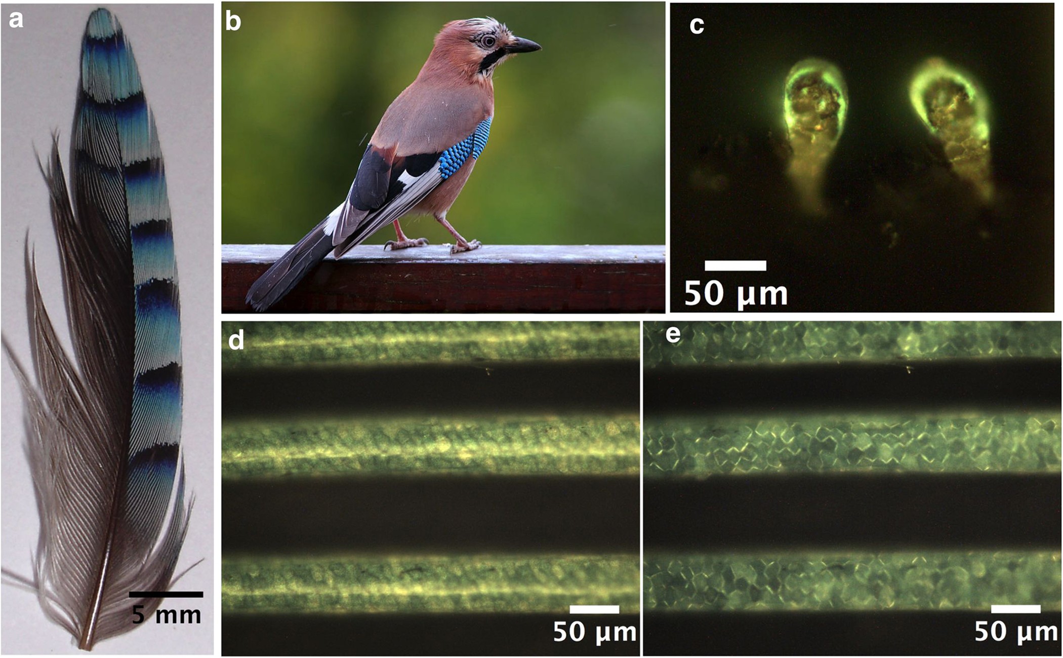Spatially modulated structural colour in bird feathers