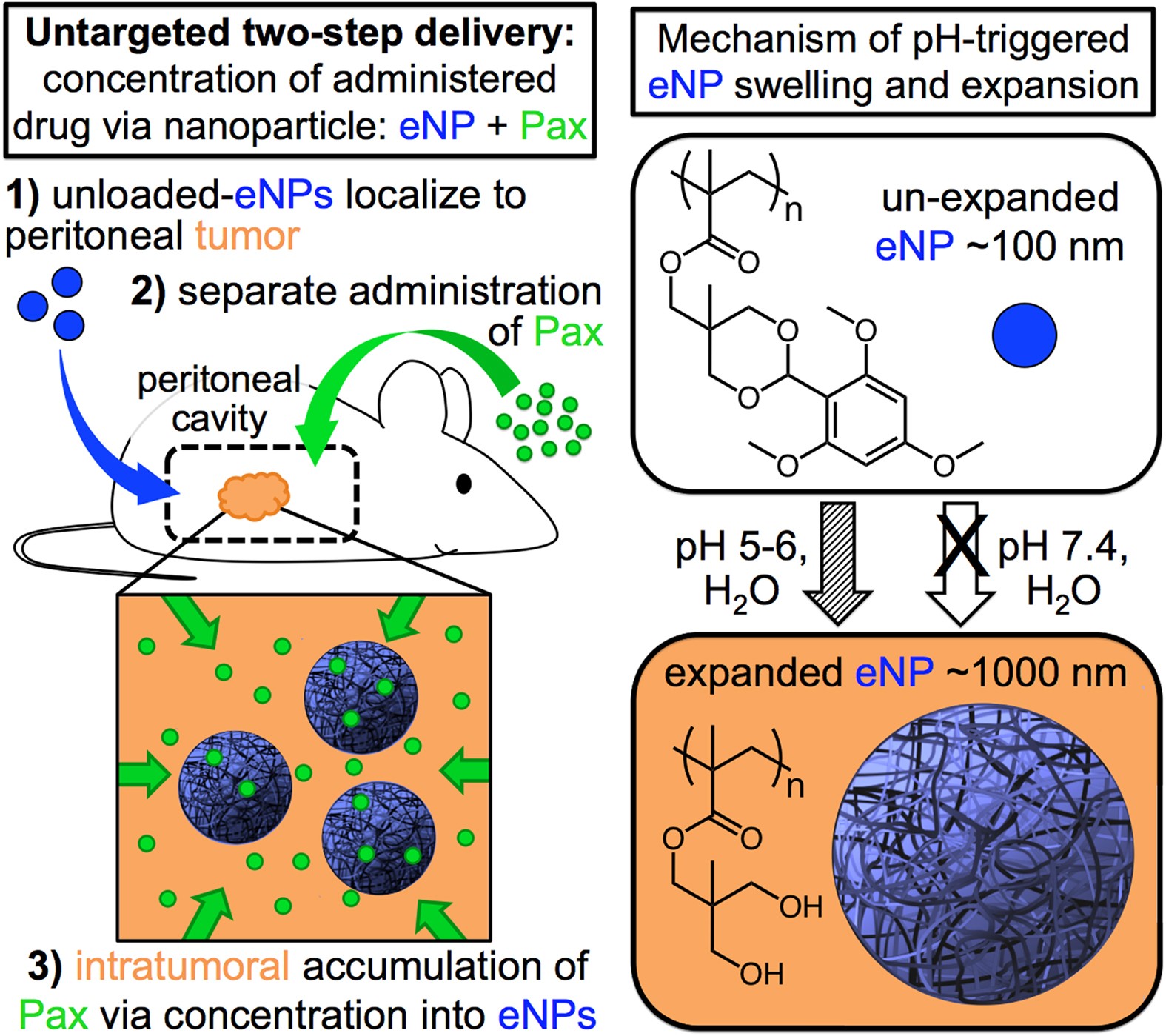 Two Step Delivery Exploiting The Partition Coefficient Concept To Increase Intratumoral Paclitaxel Concentrations In Vivo Using Responsive Nanoparticles Scientific Reports