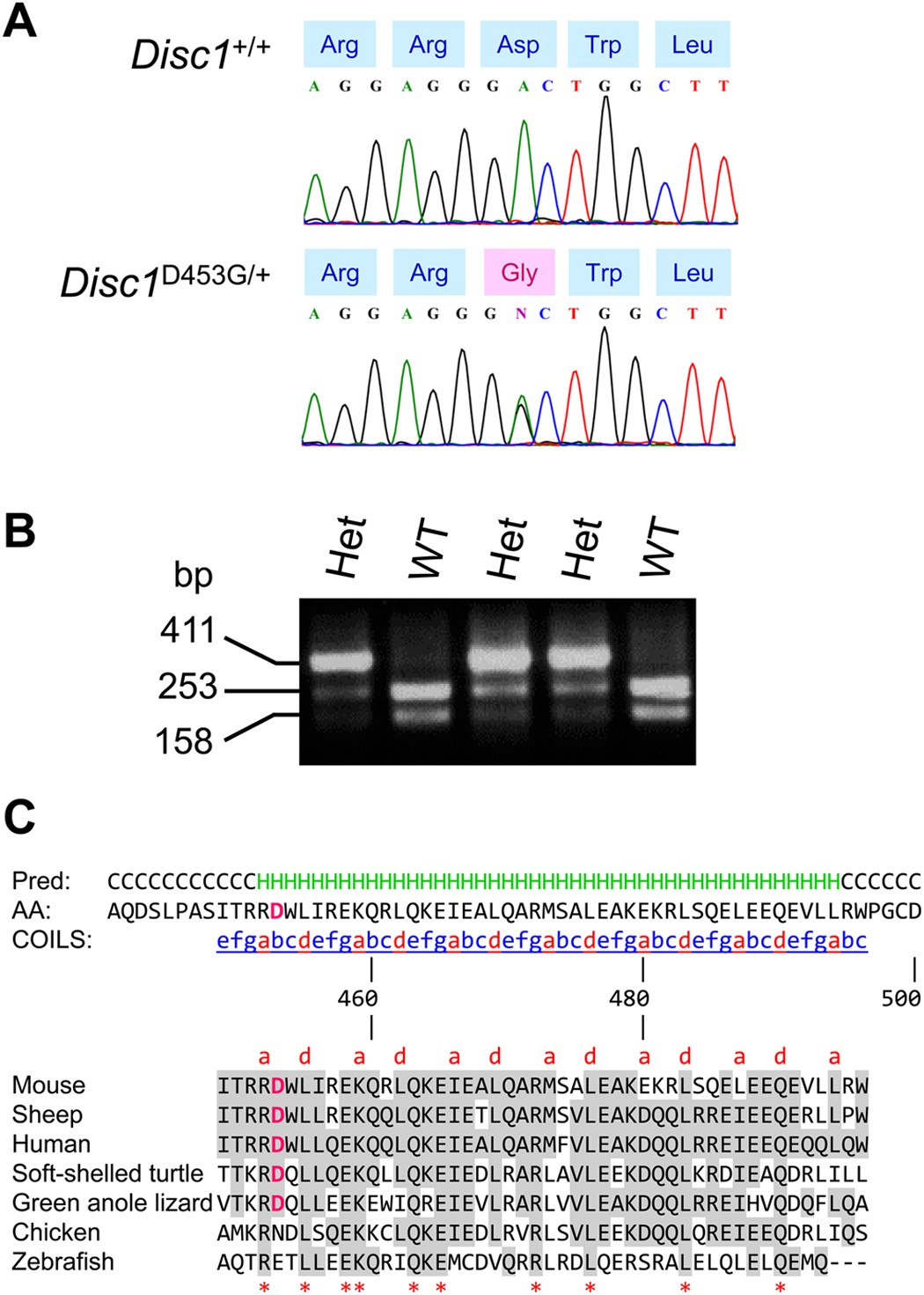 Missense Mutation In Disc1 C Terminal Coiled Coil Has Gsk3b Signaling And Sex Dependent Behavioral Effects In Mice Scientific Reports