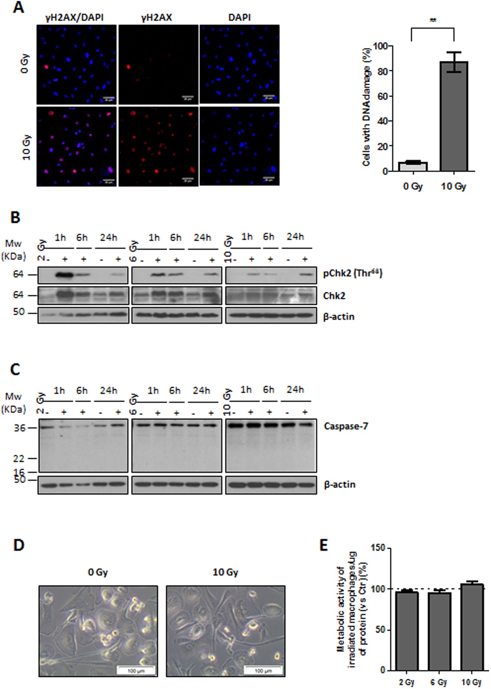 Ionizing Radiation Modulates Human Macrophages Towards A Pro