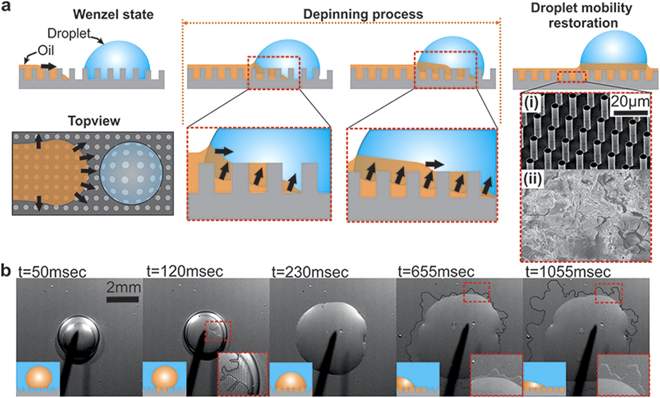 On the shedding of impaled droplets: The role of transient intervening  layers | Scientific Reports