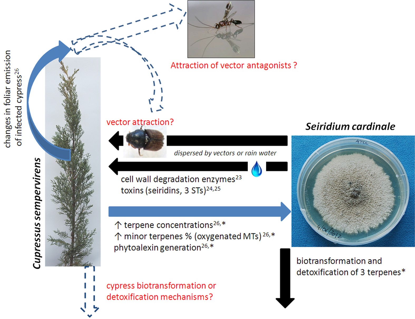 Terpene arms race in the Seiridium cardinale – Cupressus sempervirens  pathosystem | Scientific Reports