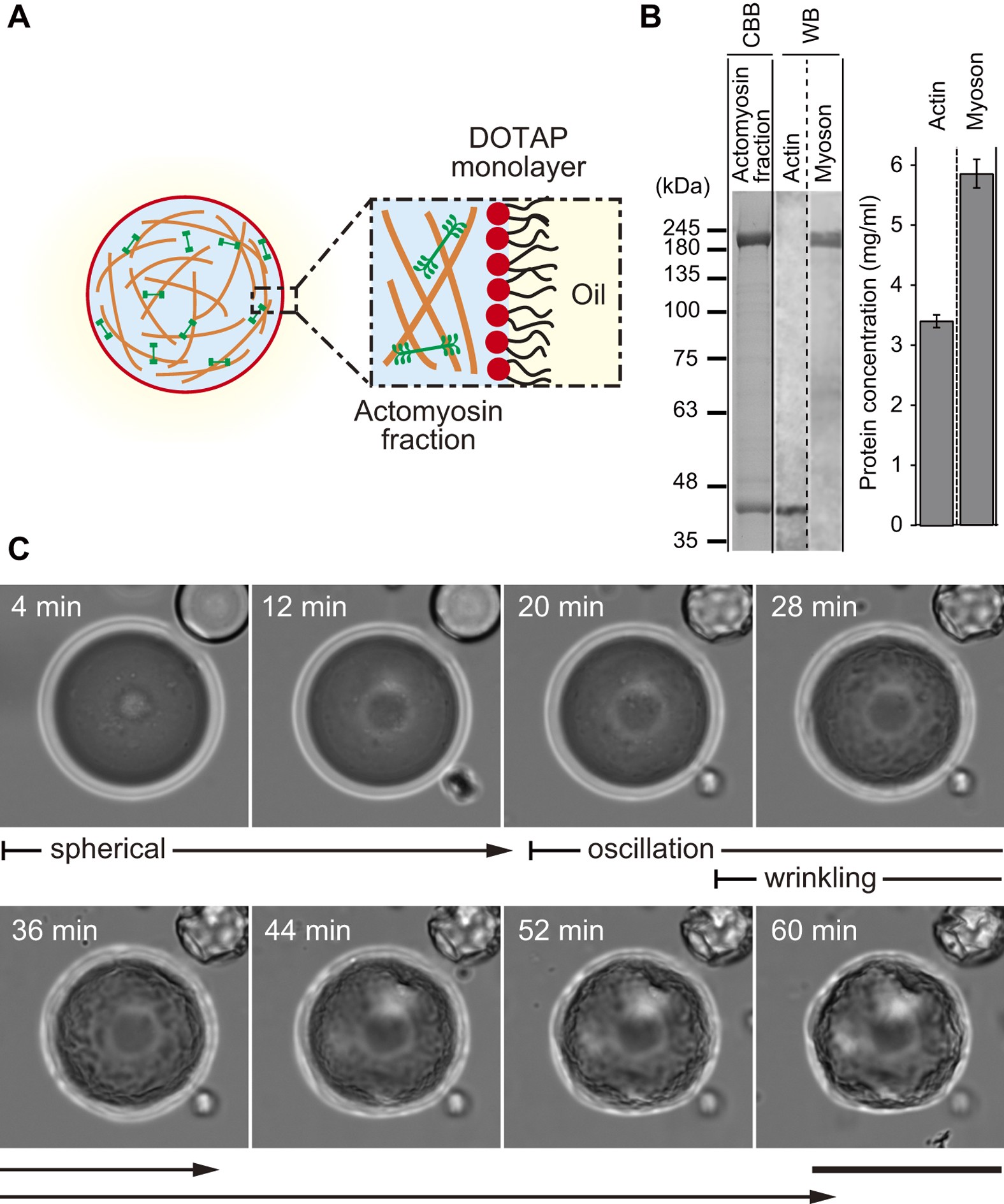 Non-periodic oscillatory deformation of an actomyosin microdroplet  encapsulated within a lipid interface | Scientific Reports
