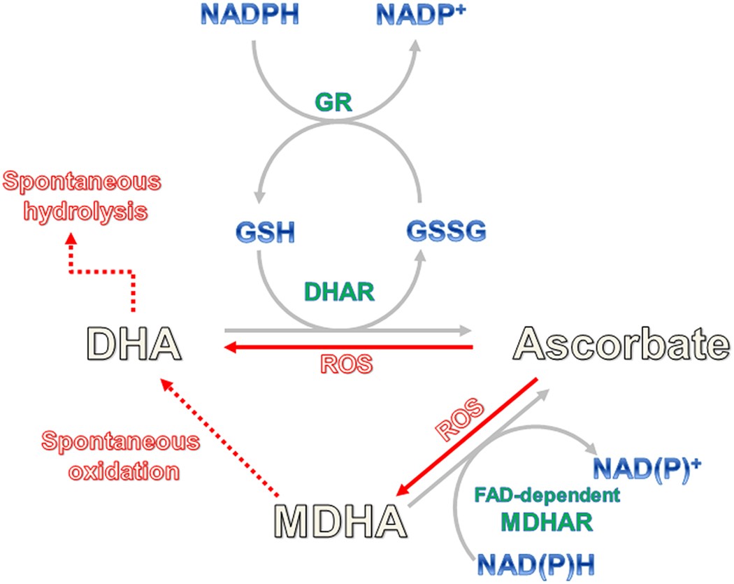 glutathione ascorbate cycle Glutathione: The “Master” Antioxidant — Core Med Science