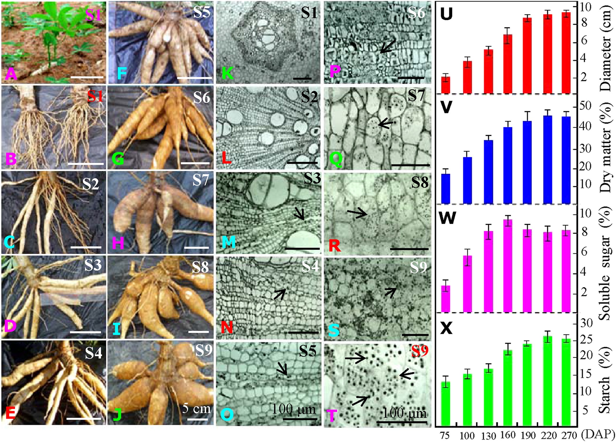 Proteomics Profiling Reveals Carbohydrate Metabolic Enzymes and 14-3-3  Proteins Play Important Roles for Starch Accumulation during Cassava Root  Tuberization | Scientific Reports