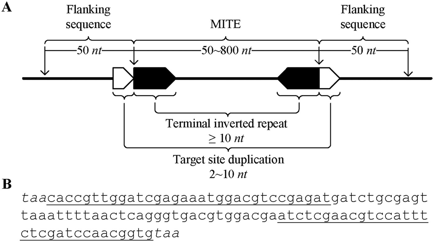 detectMITE: A novel approach to detect miniature inverted repeat  transposable elements in genomes | Scientific Reports