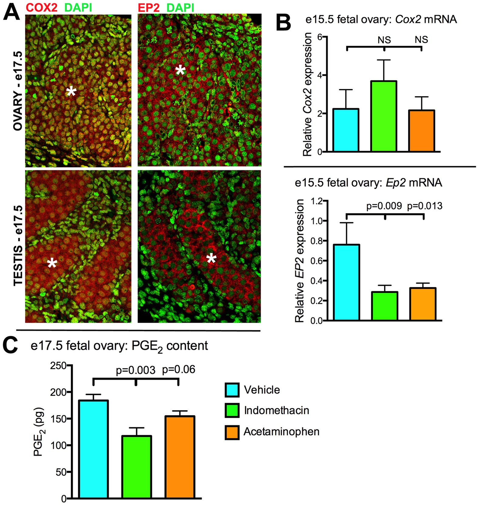 Analgesic Exposure In Pregnant Rats Affects Fetal Germ Cell Development With Inter Generational Reproductive Consequences Scientific Reports