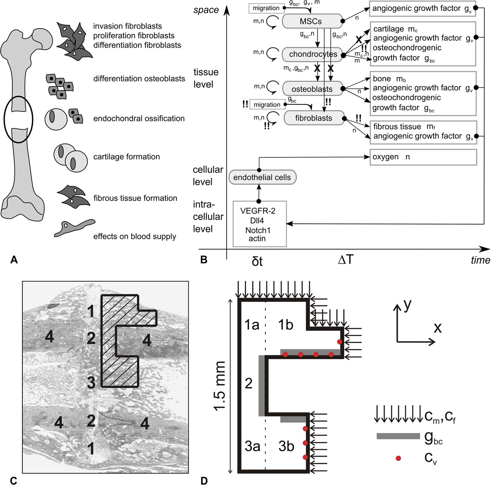 Capturing The Wide Variety Of Impaired Fracture Healing Phenotypes