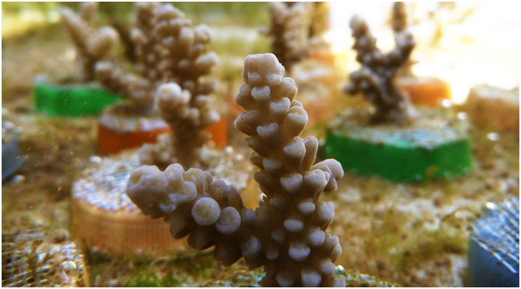 Staghorn Coral (Acropora cervicornis) - Skeletal System