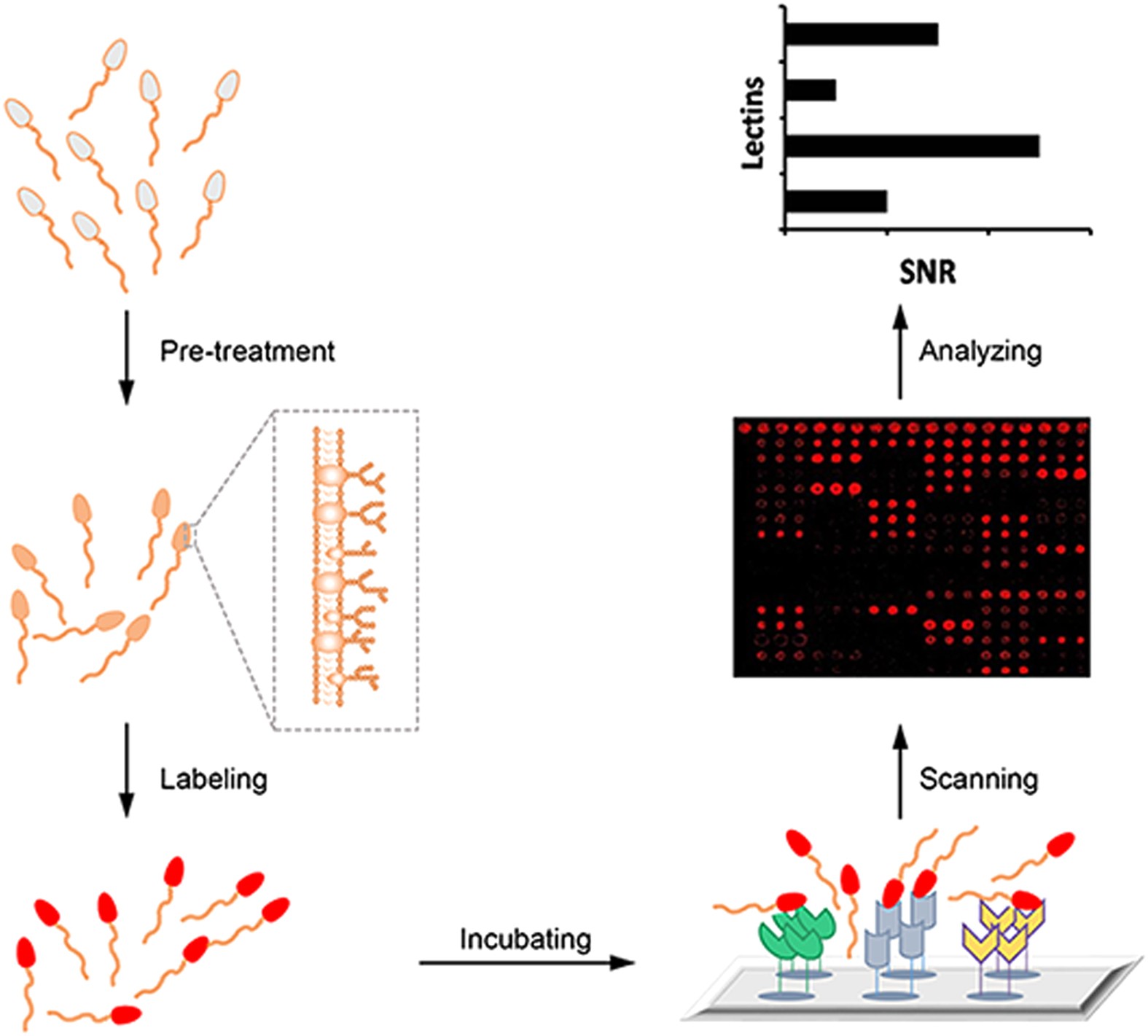 Sperm tween Lectin binding of human sperm associates with DEFB126 mutation and serves  as a potential biomarker for subfertility | Scientific Reports