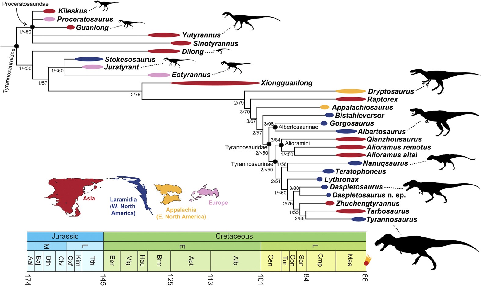  Types of Tyrannosaur Dinosaurs and Origins of T. Rex