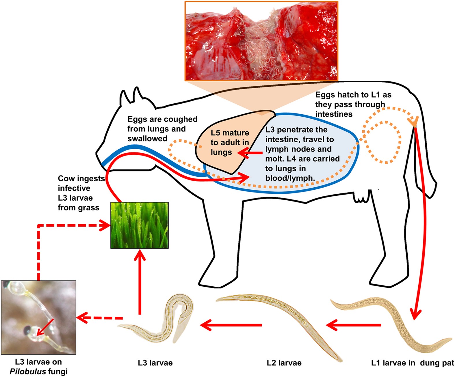 Transcriptional patterns of sexual dimorphism and in host developmental  programs in the model parasitic nematode Heligmosomoides bakeri, Parasites  & Vectors