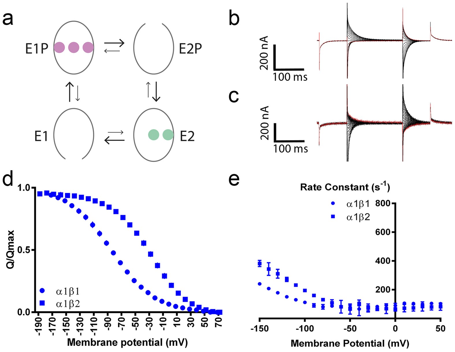 Tuning Of The Na K Atpase By The Beta Subunit Scientific Reports