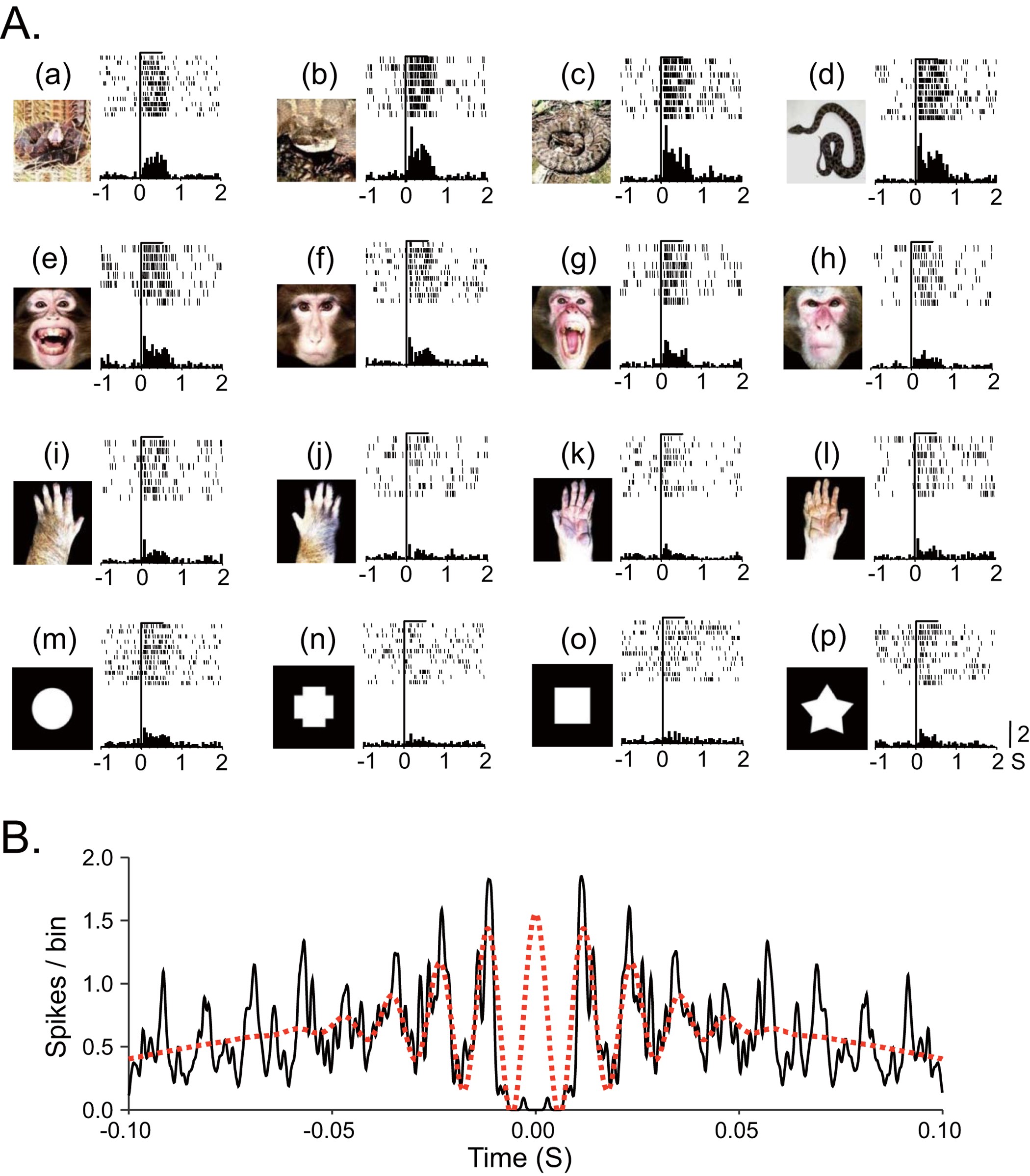 Snakes elicit earlier, and monkey faces, later, gamma oscillations in  macaque pulvinar neurons | Scientific Reports