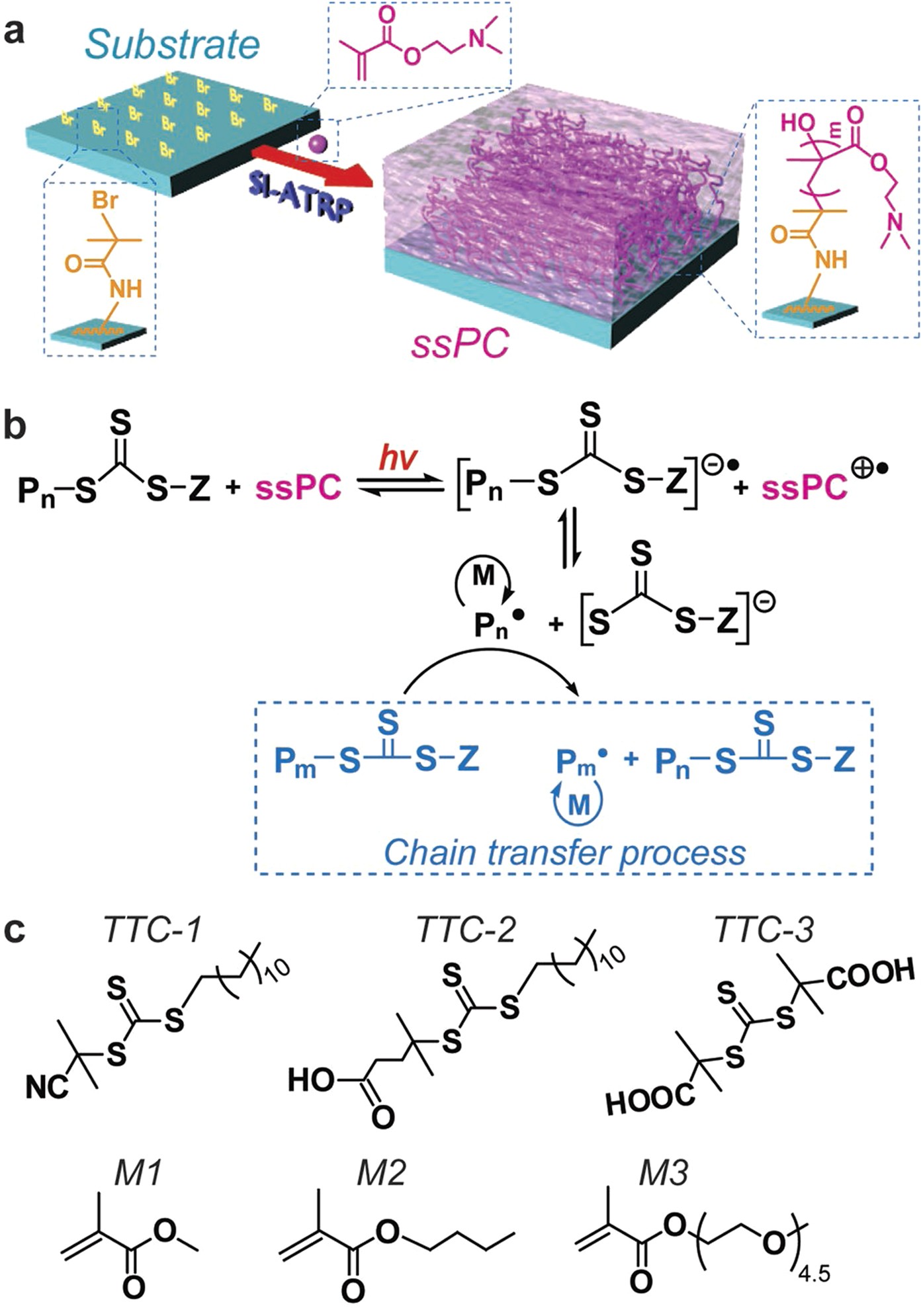 Switchable DNA Photocatalysts for Radical Polymerization Controlled by  Chemical Stimuli