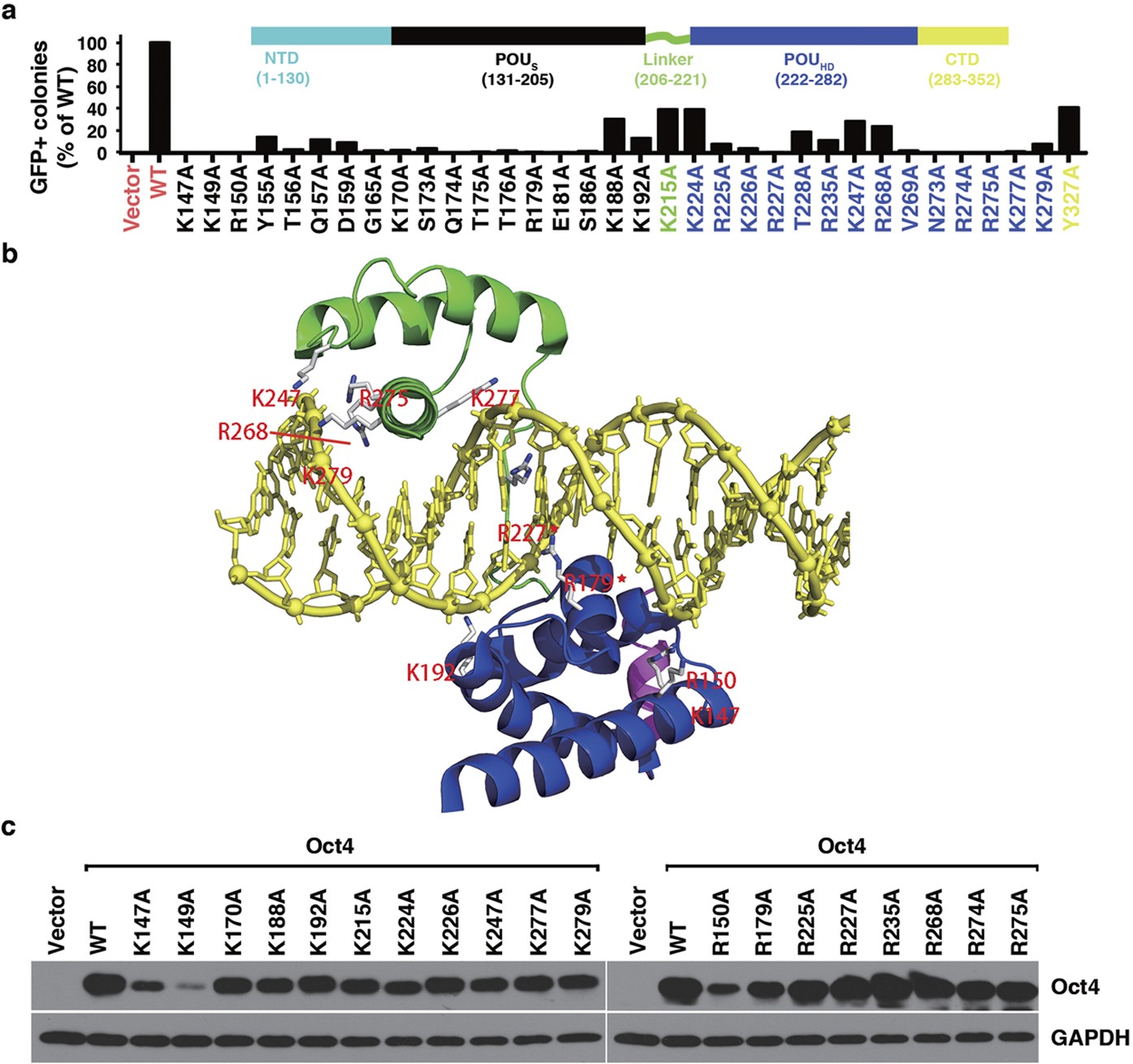 Critical POU domain residues confer Oct4 uniqueness in somatic cell  reprogramming