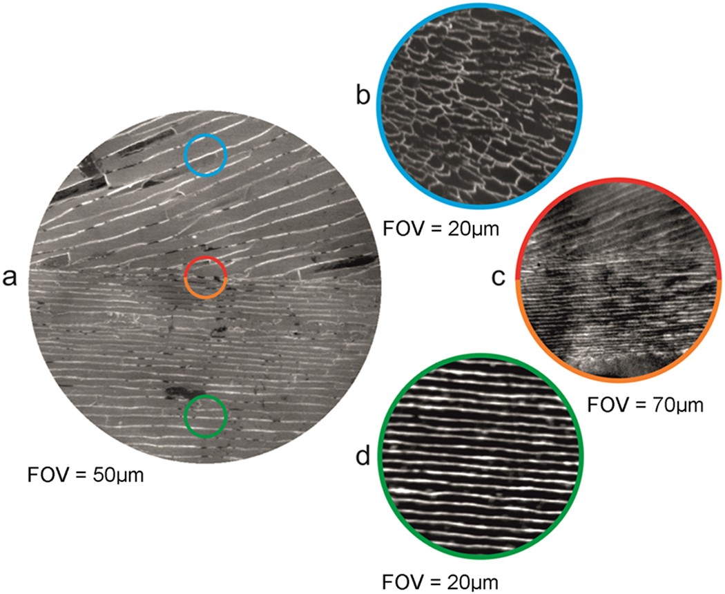 Biomineral Shell Formation Under Ocean Acidification A Shift From Order To Chaos Scientific Reports