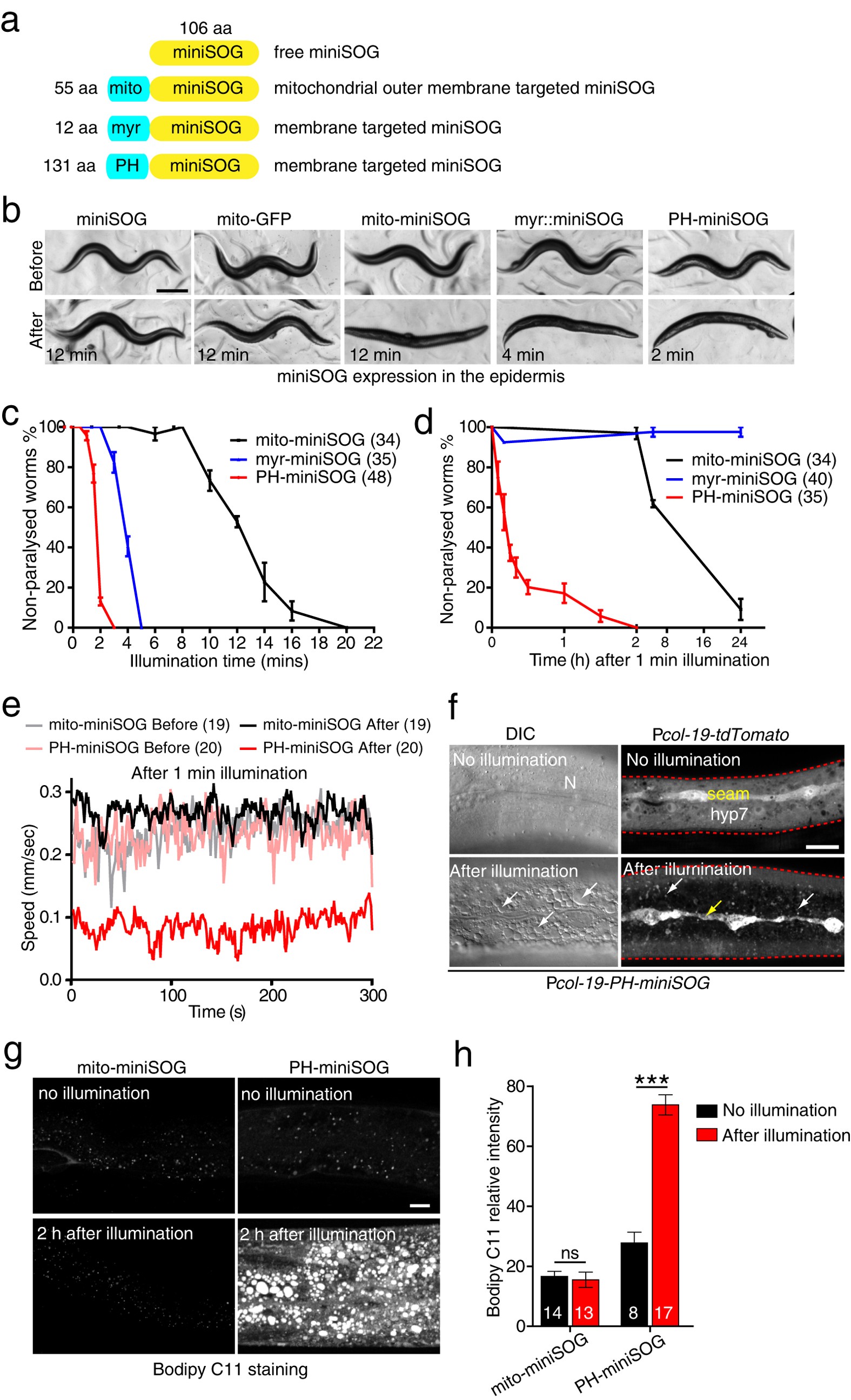 Figure 1: Activation of miniSOG in the epidermis causes paralysis and disrupts epidermal integrity.