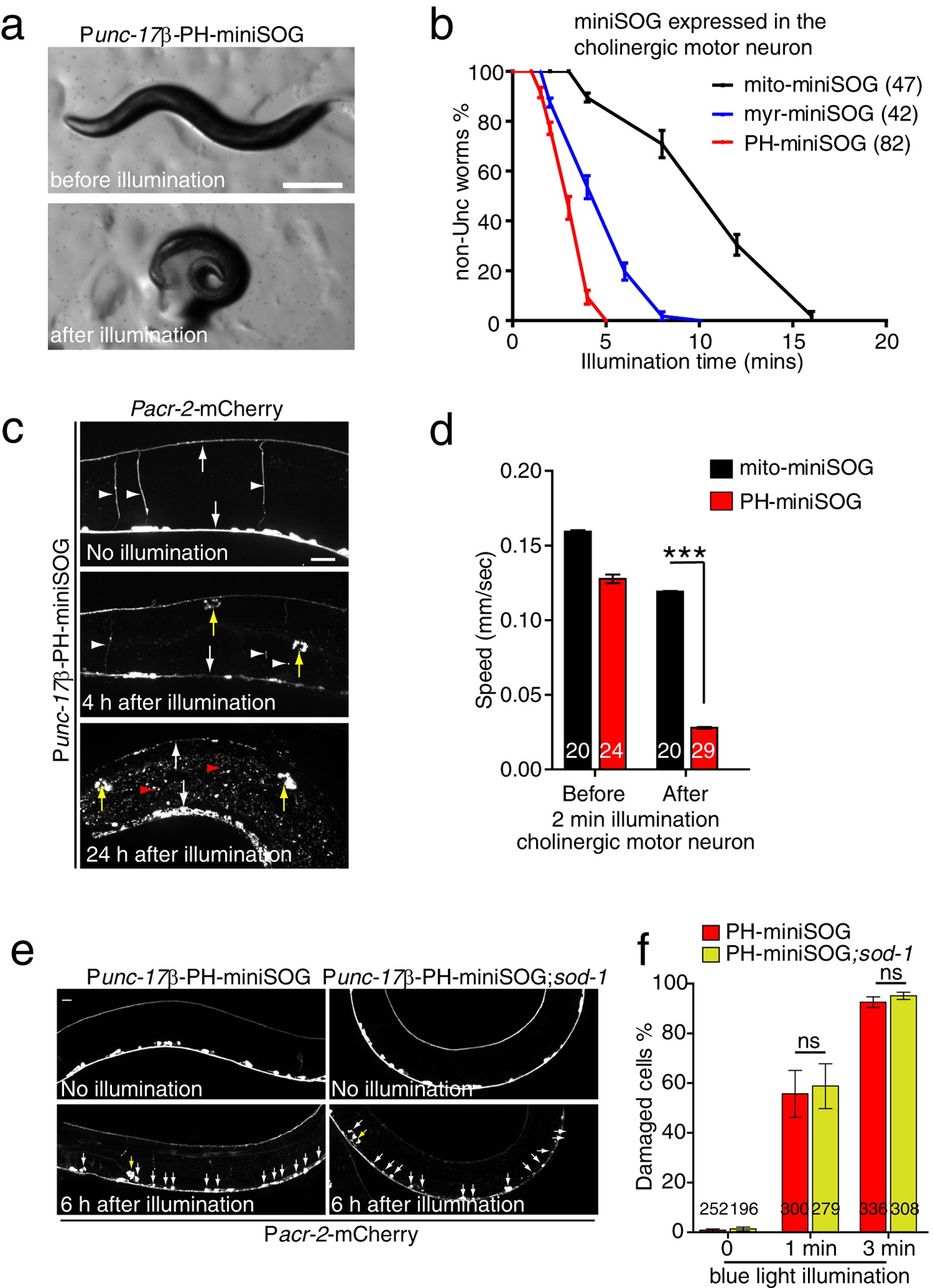 Figure 2: Membrane targeting enhances the efficiency of miniSOG mediated cholinergic neuron ablation.