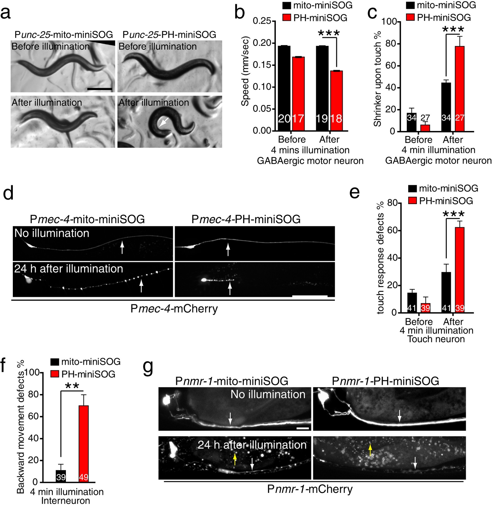 Figure 3: Membrane targeting enhances the efficiency of miniSOG mediated GABAergic, touch, and interneuron ablation.