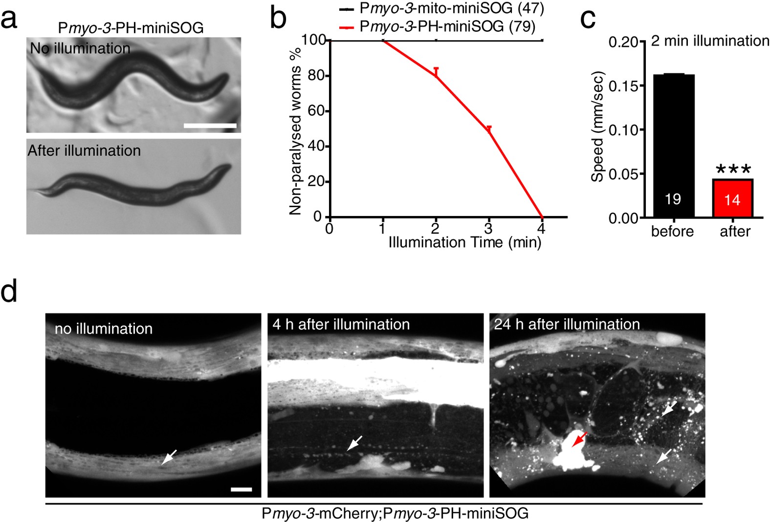 Figure 4: Membrane targeting enhances the efficiency of miniSOG mediated muscle cell ablation.