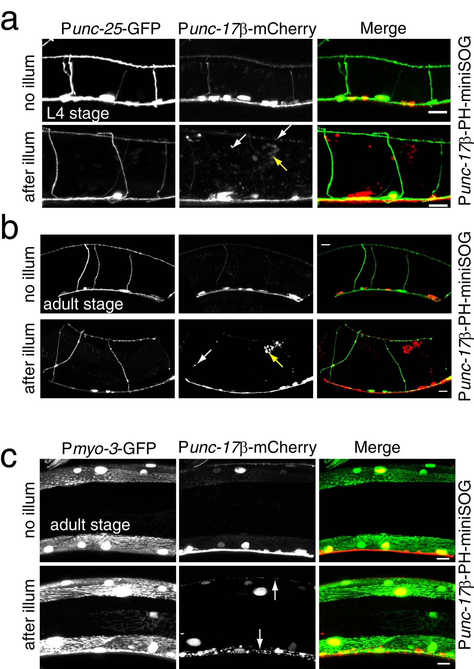 Figure 5: Membrane targeted miniSOG-mediated cell killing is cell autonomous.