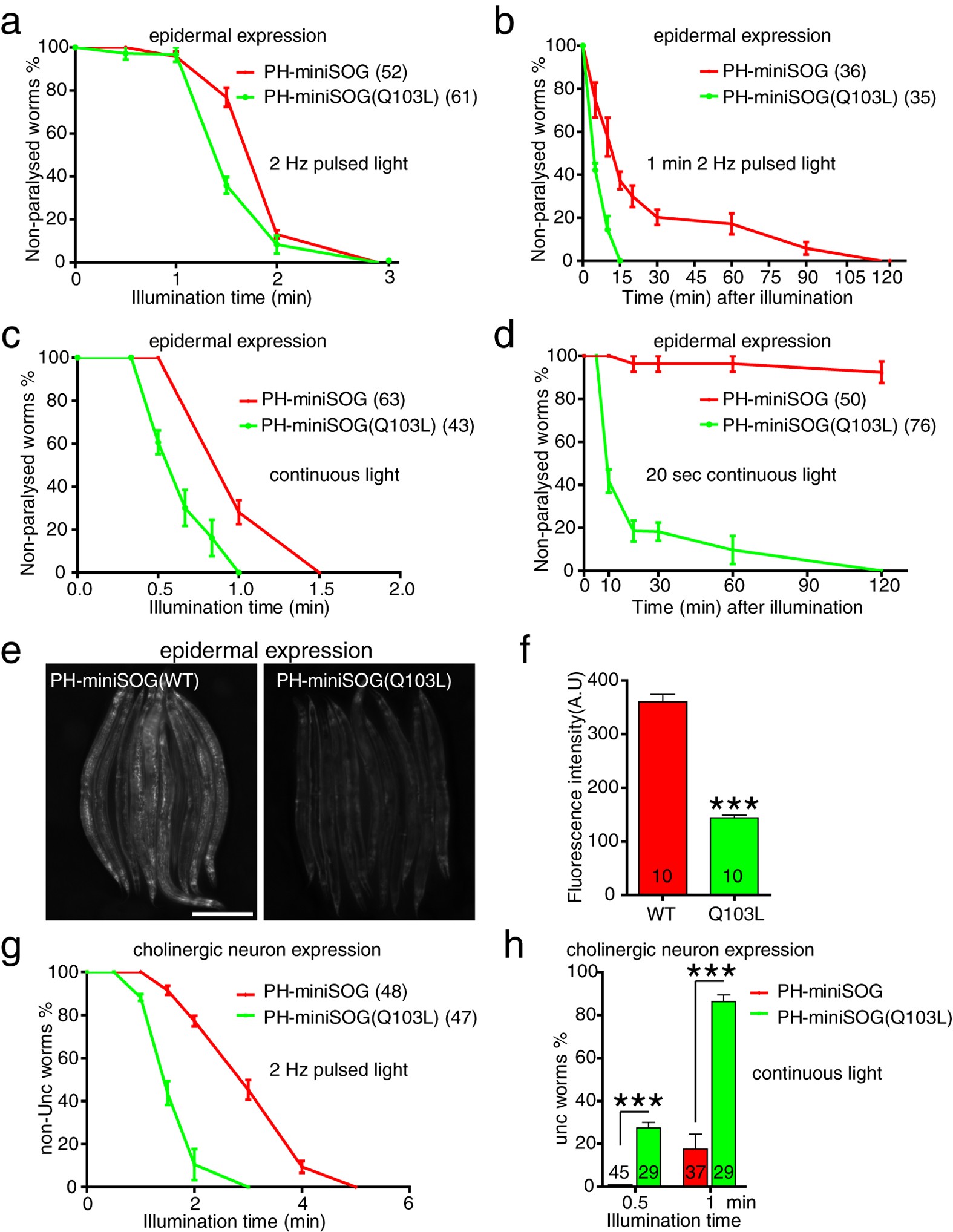 Figure 6: The Q103L variant miniSOG enhances cell ablation efficacy.